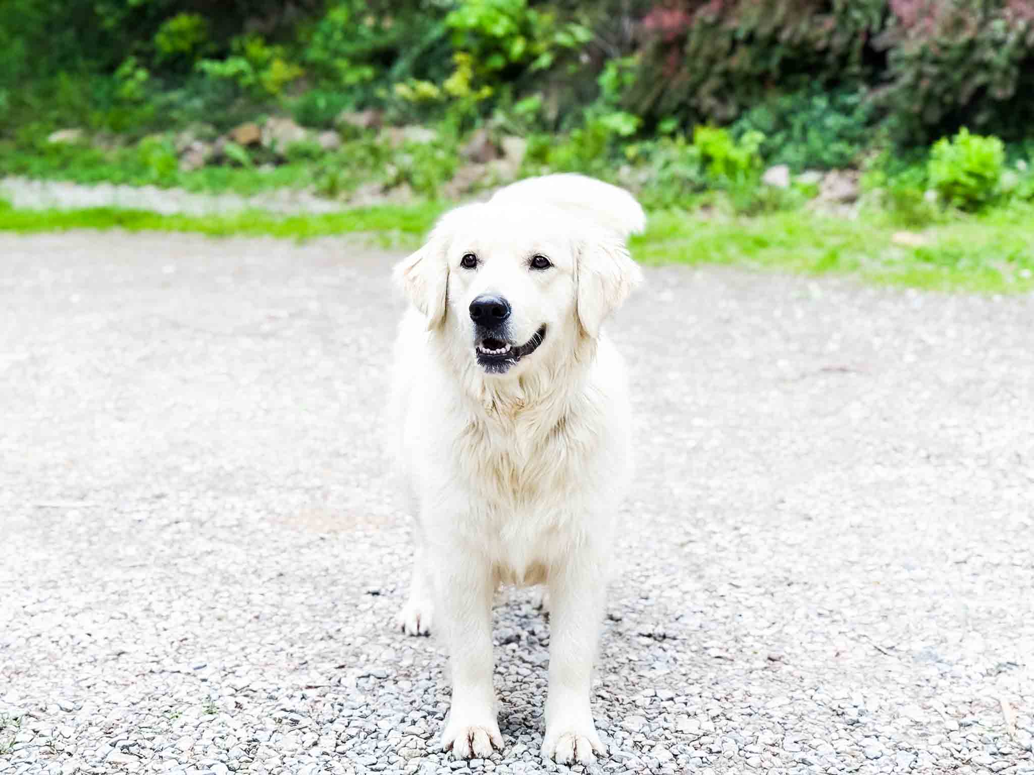 Nia, English Cream Golden Retriever