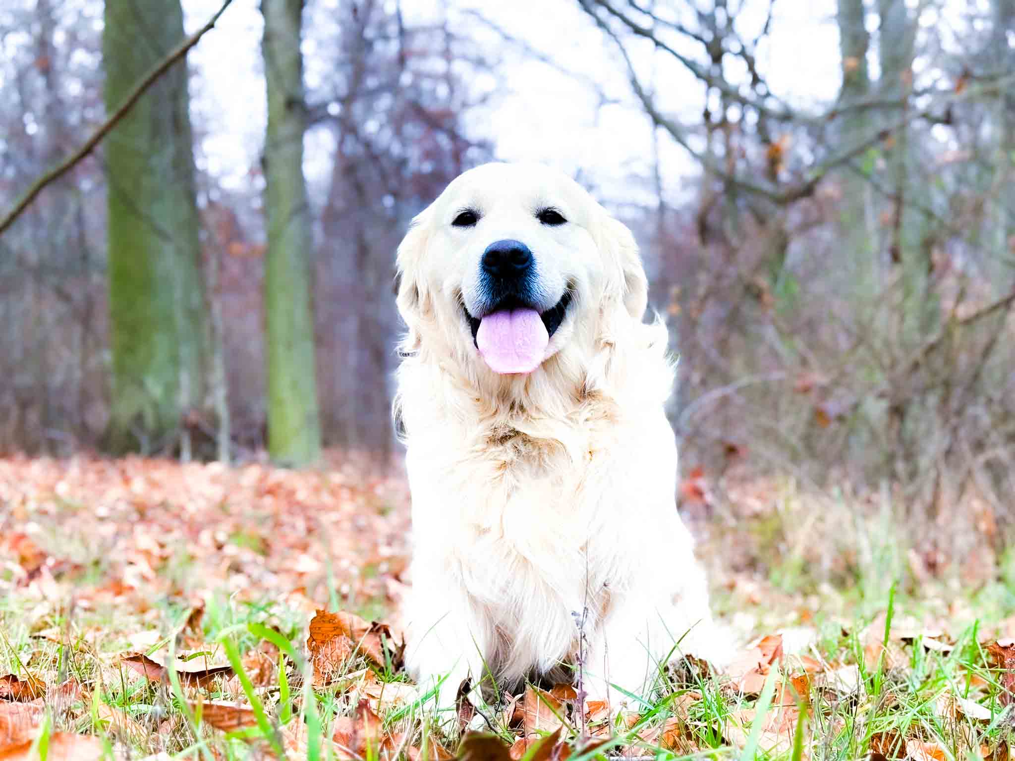 Oscar, English Cream Golden Retriever