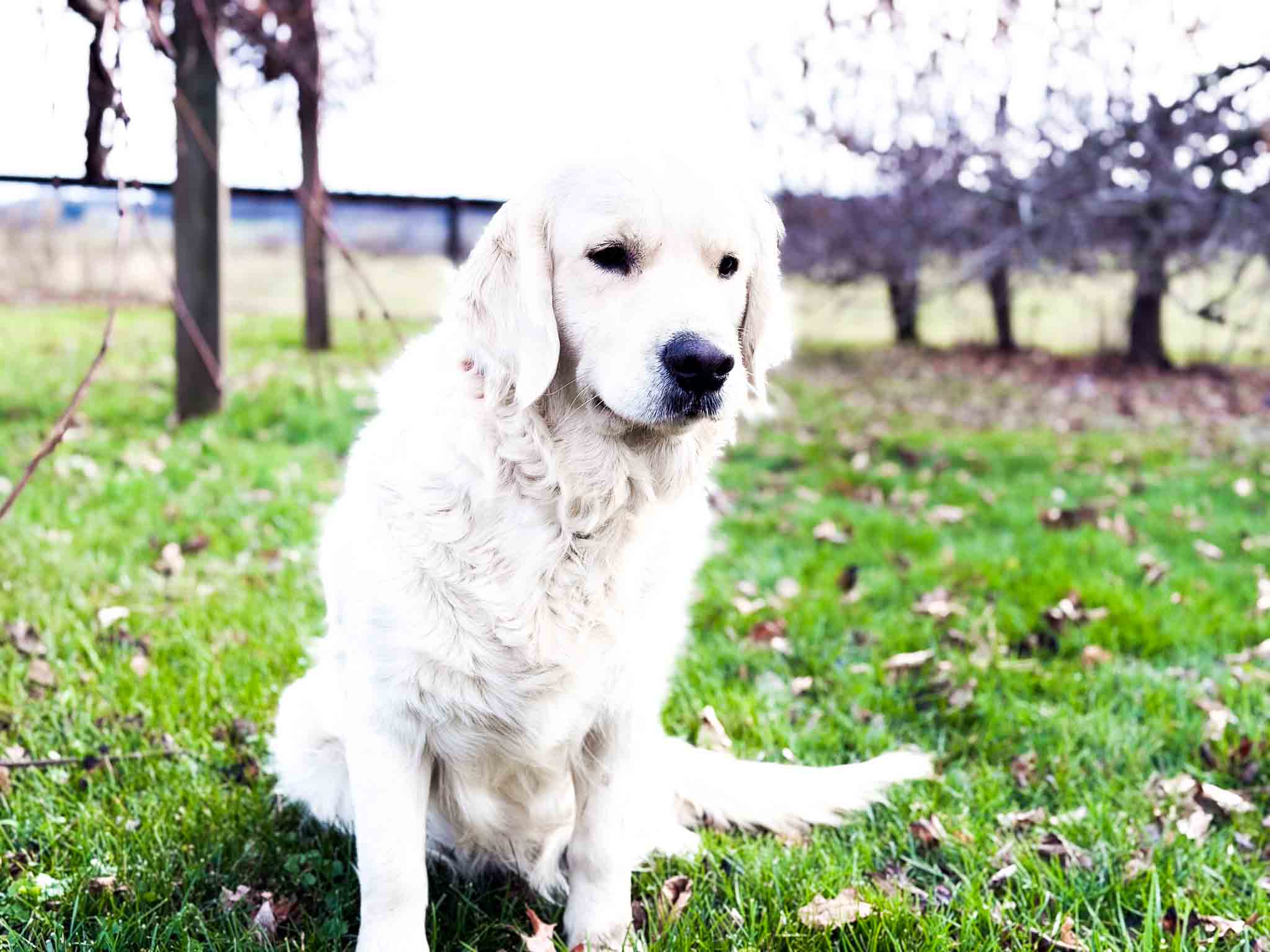 Pansy, English Cream Golden Retriever