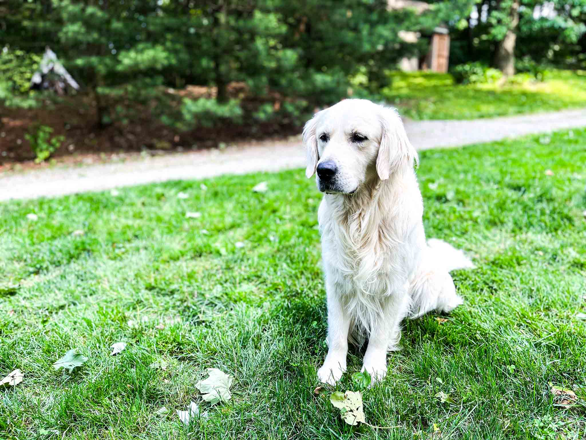 Ringo, English Cream Golden Retriever