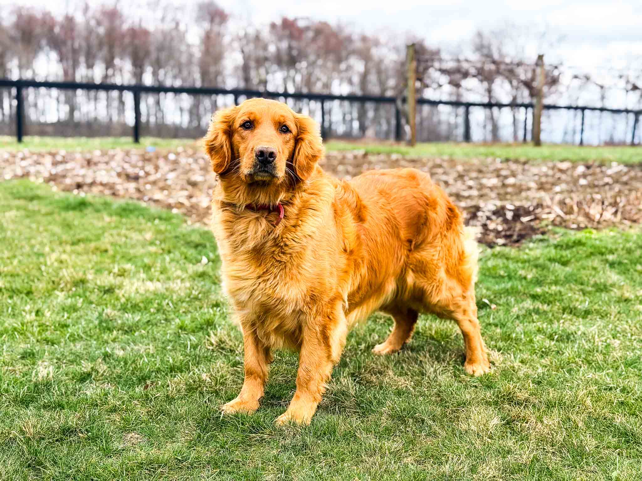 Rose, Dark Red American Golden Retriever