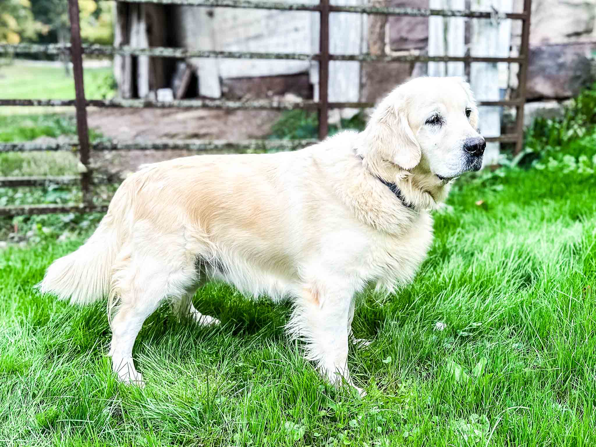 Skye, European Golden Retriever