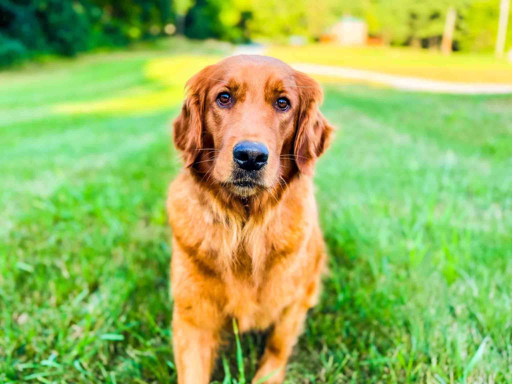 Sriracha, Dark Red American Golden Retriever