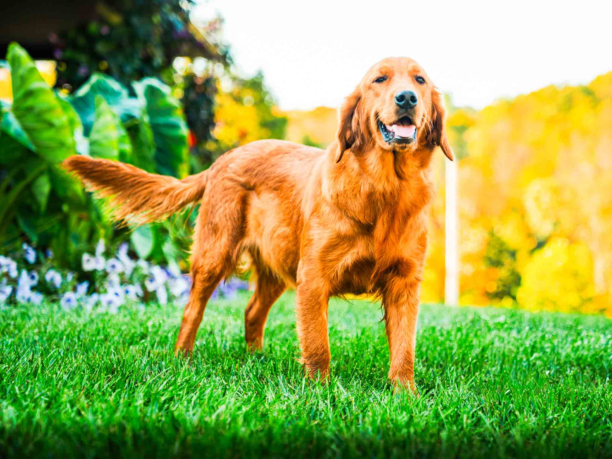 Wendy, American Dark Red Golden Retriever