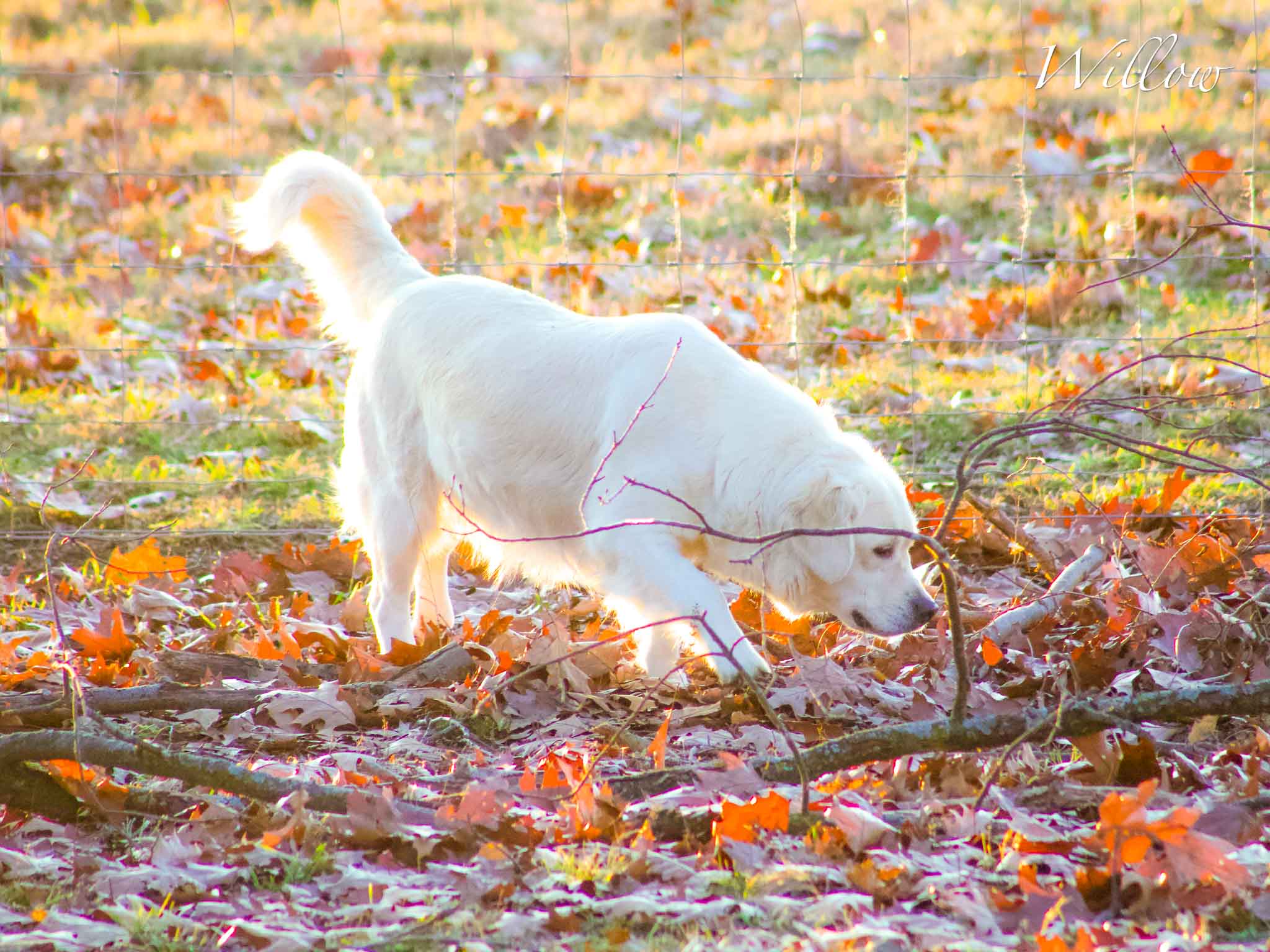 Willow, English Cream Golden Retriever