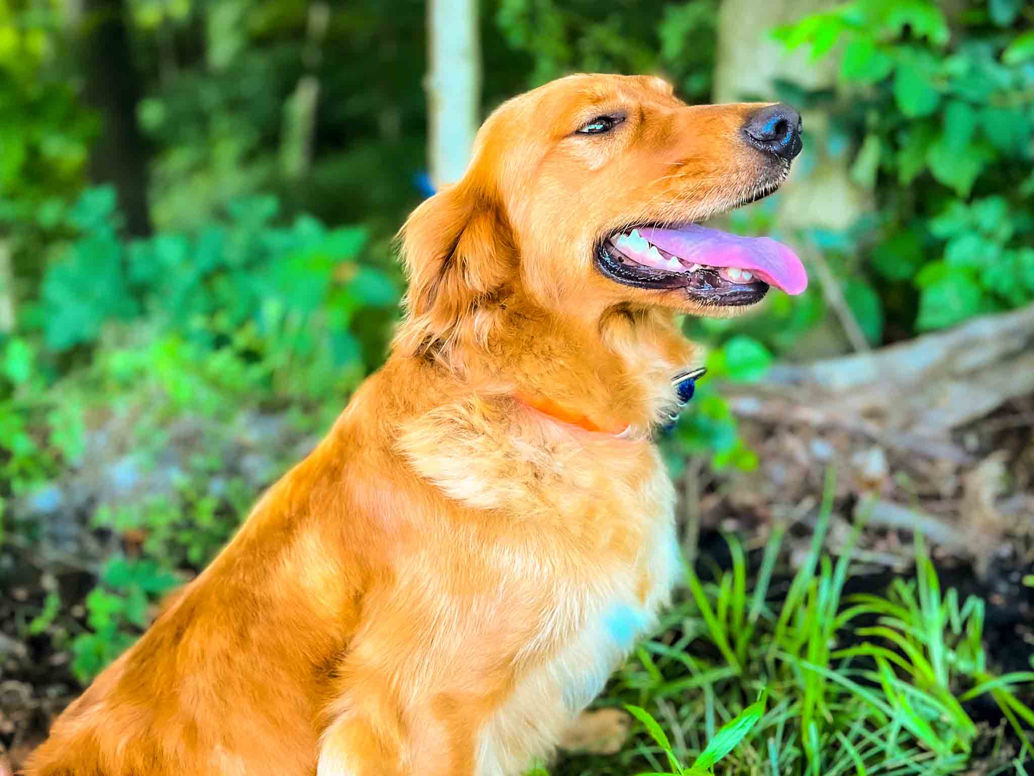 Zoey, Dark Red American Golden Retriever
