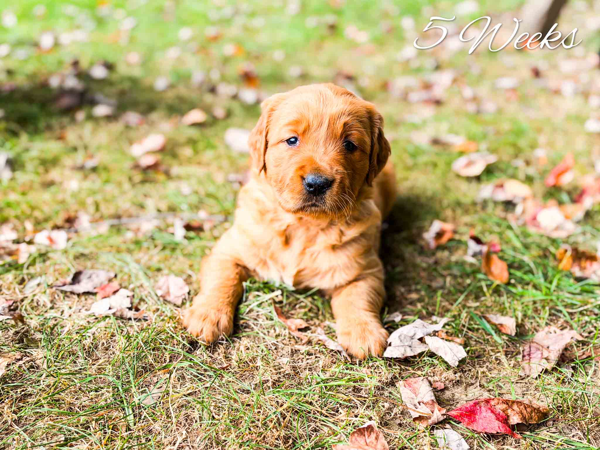 Holly's dark red litter – photo 4 of 23 (5 weeks old)