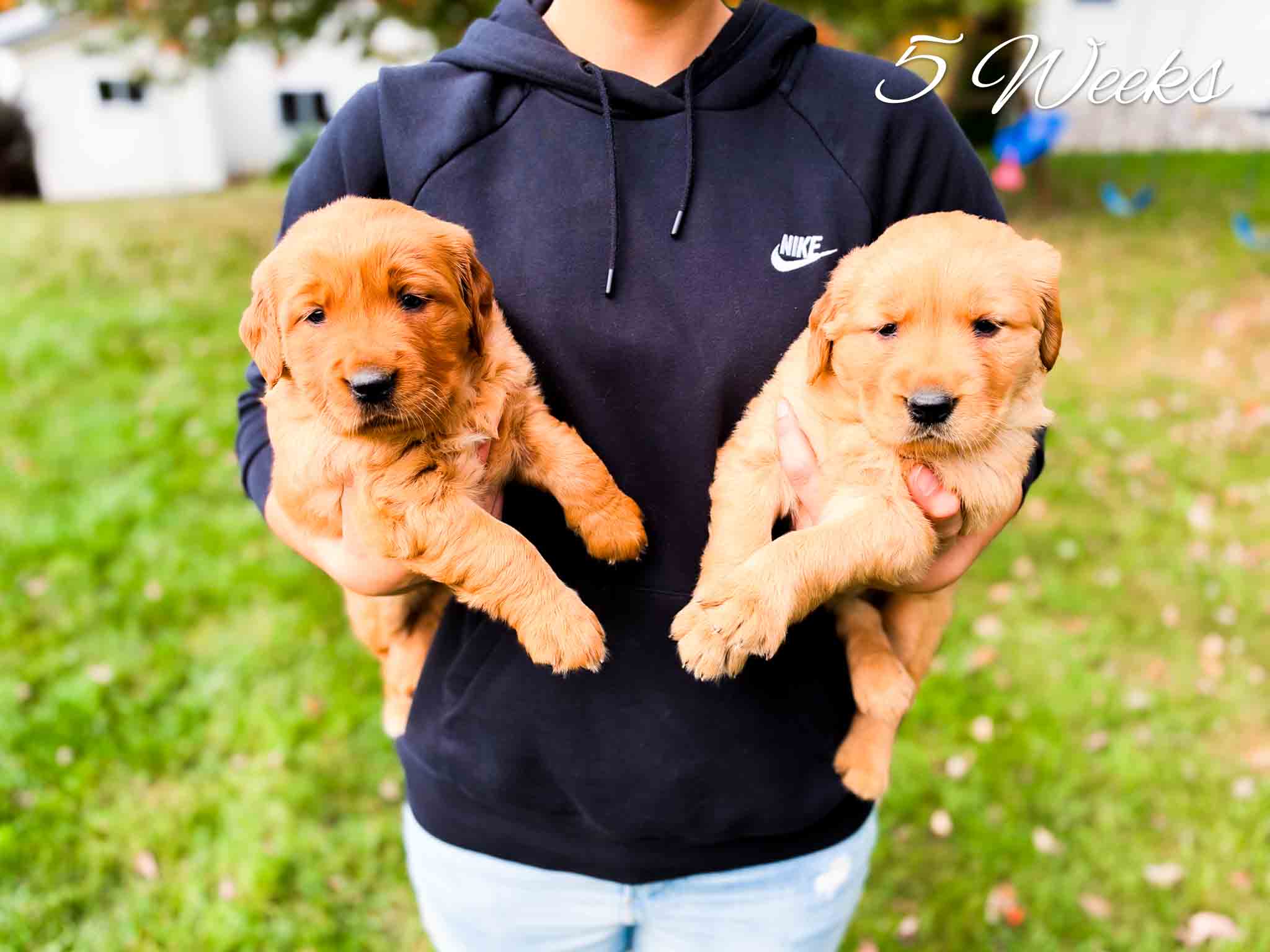 Holly's dark red litter – photo 3 of 23 (5 weeks old)