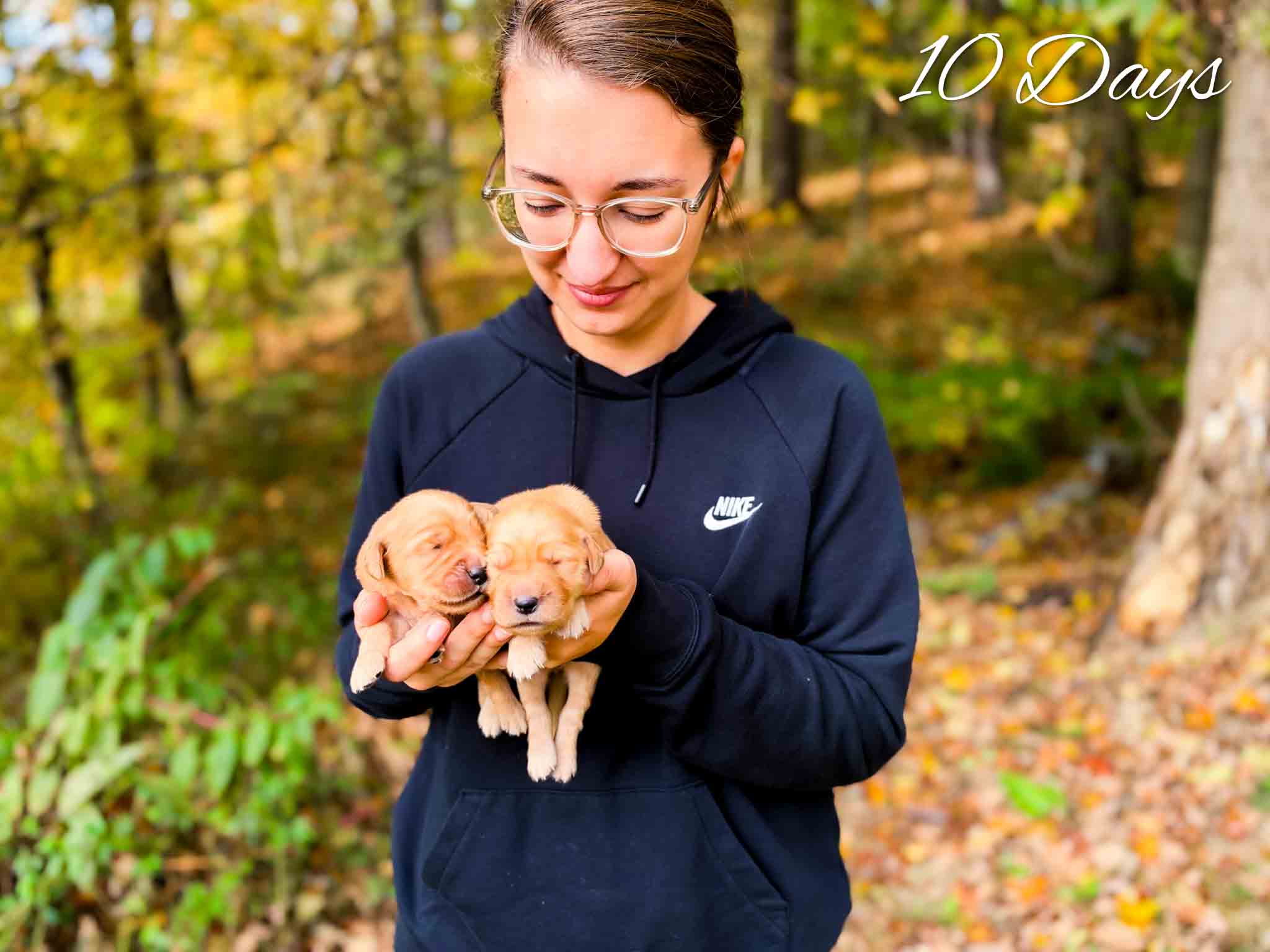 Zoey's dark red litter – photo 4 of 16 (10 days old)