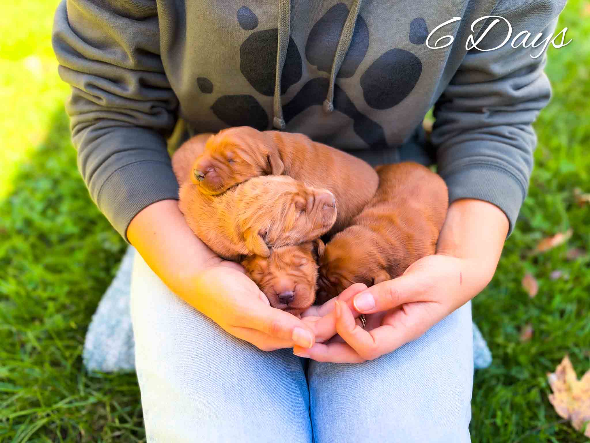 Ashley's dark red litter – photo 2 of 8 (6 days old)