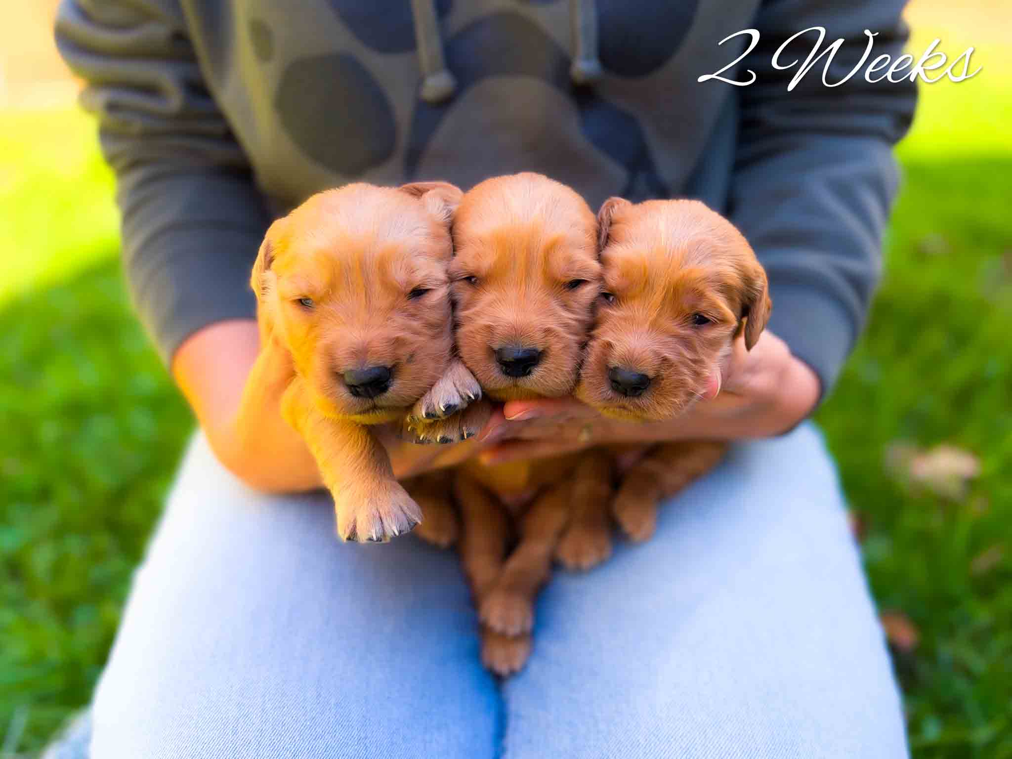 Zoey's dark red litter – photo 2 of 16 (2 weeks old)