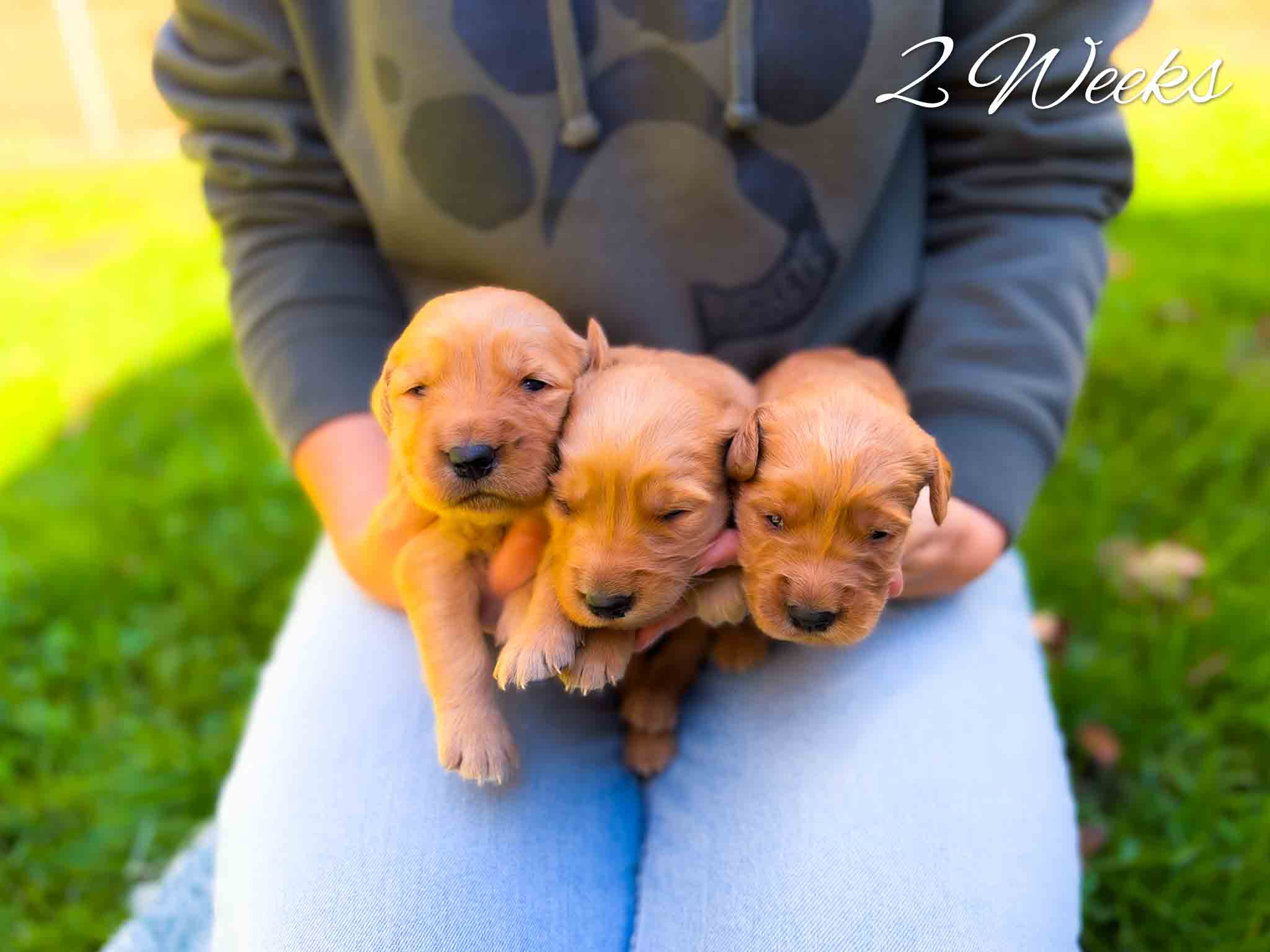 Zoey's dark red litter – photo 3 of 16 (2 weeks old)