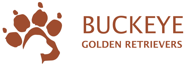 Buckeye Golden Retrievers