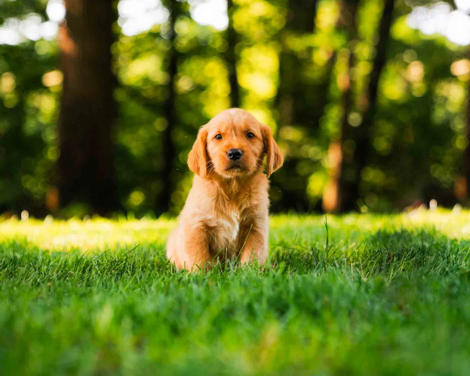 A red Golden Retriever puppy sitting in sunny grass