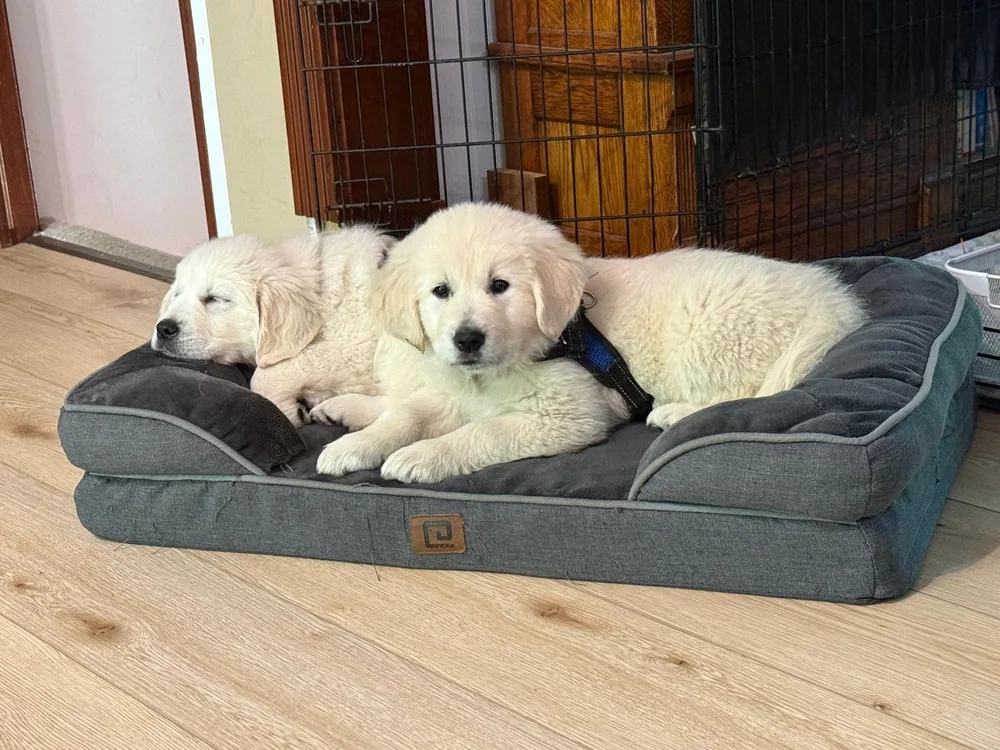 Two Golden Retriever puppies resting on a dog bed beside a crate