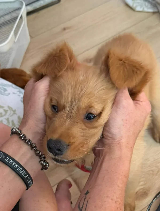 A Golden Retriever puppy getting gentle ear scratches