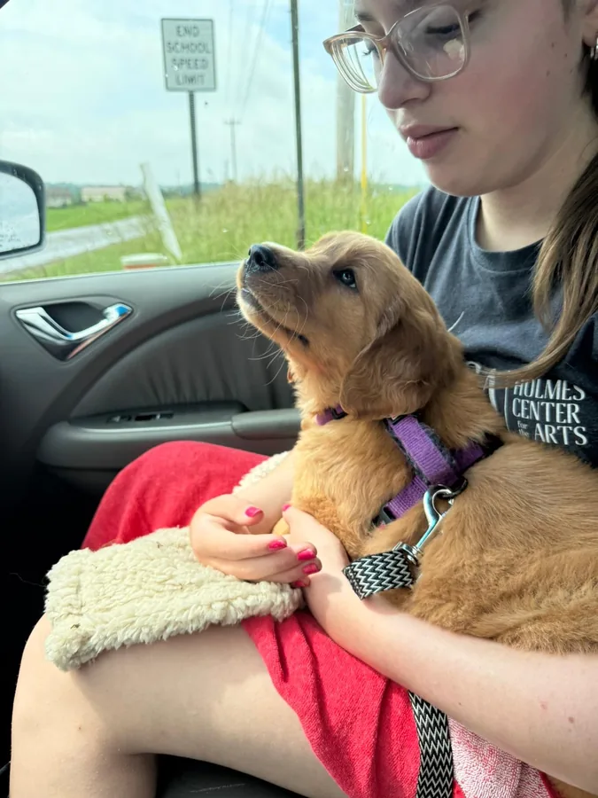 A Golden Retriever puppy on a car ride, sitting on a lap in the front seat