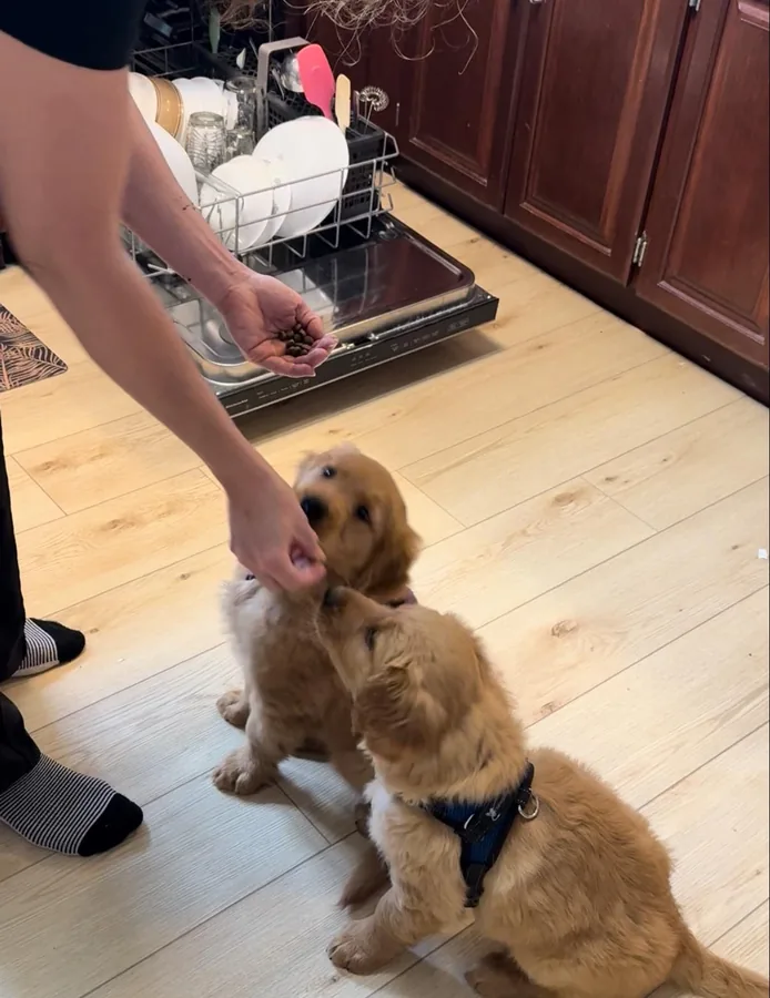 Two Golden Retriever puppies looking up for a treat