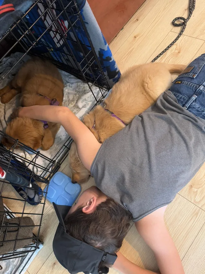 Golden Retriever puppies dozing in an open crate beside a person resting on the floor