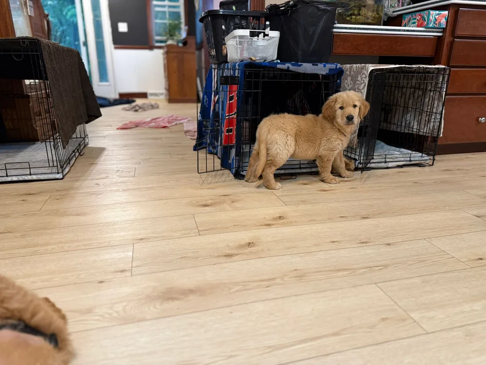 A Golden Retriever puppy standing in a kitchen near its crate