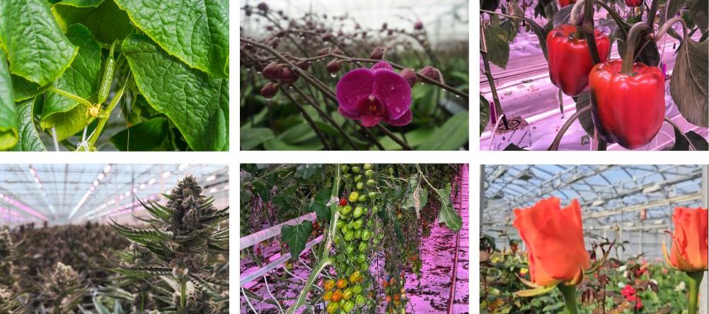 Full Spectrum Isn’t Enough – Real Results with Dynamic Lighting in Commercial Greenhouses - Part 2