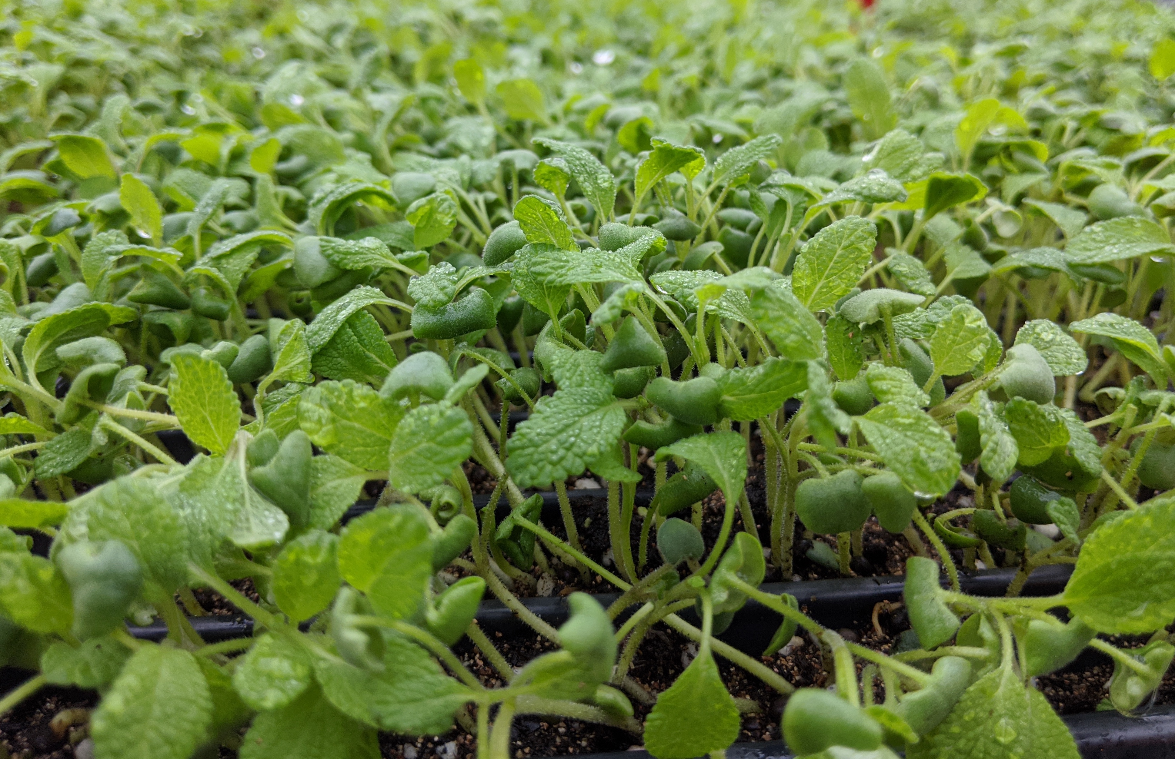 LED Grow Lights for Herbs: Dynamic Control for Flavor and Yield.