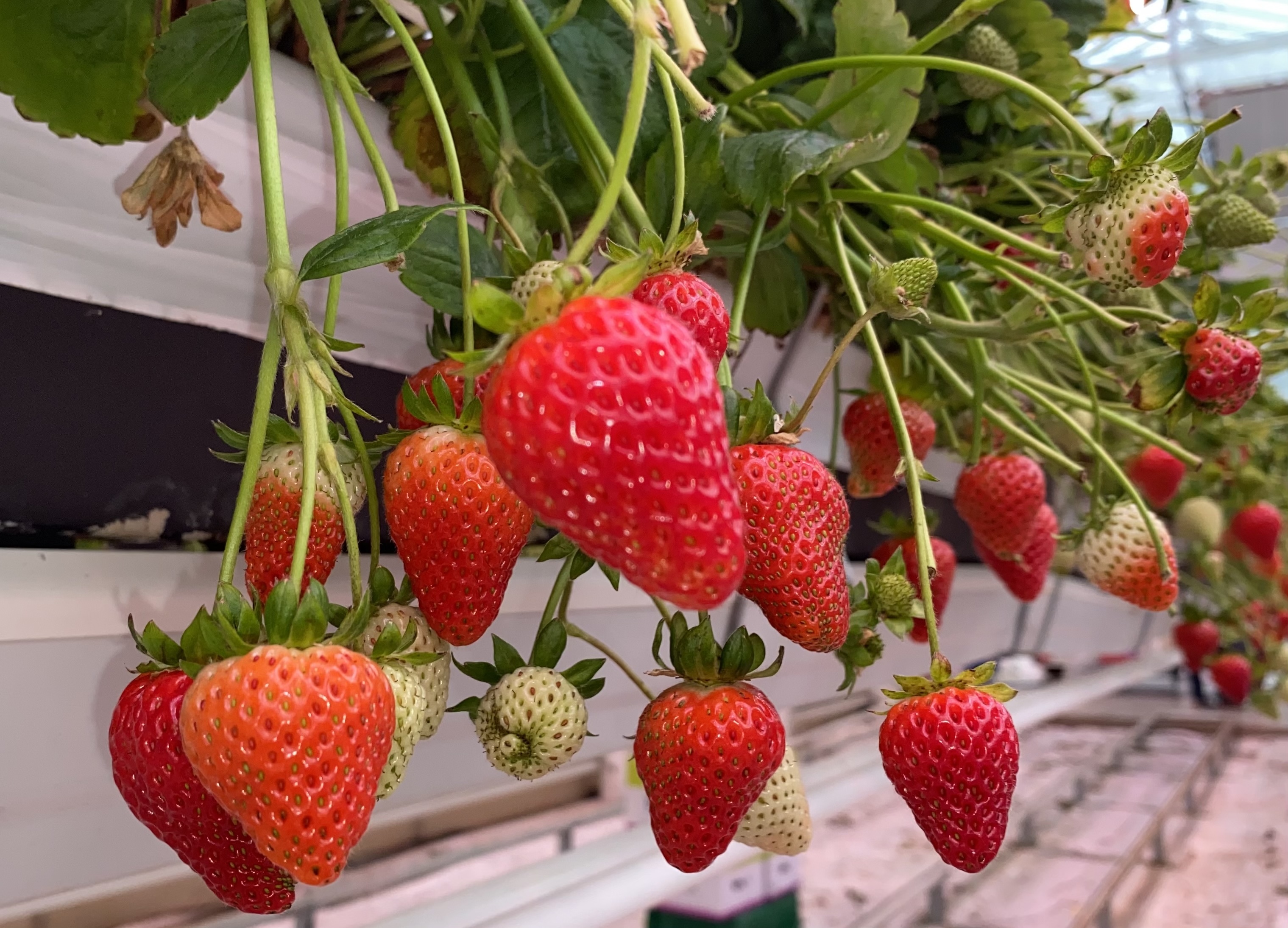 Harnessing Light to Advance Strawberry Production