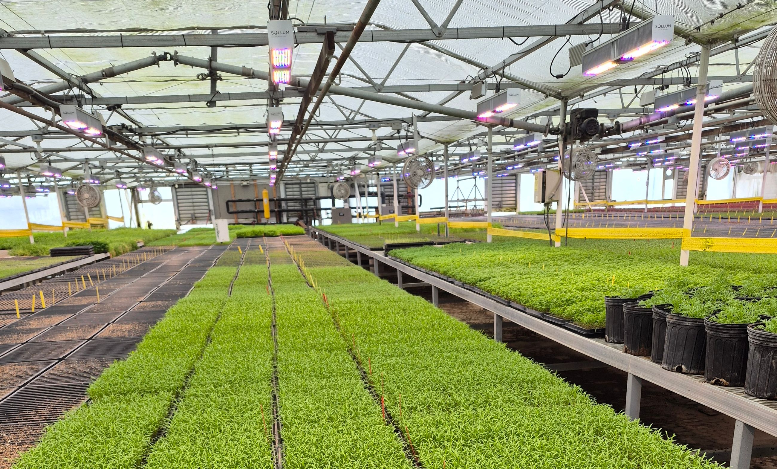 14+ Microgreen Lighting Schedule The Chef’s Garden Keeps Basil and Microgreens on Target in Winter With