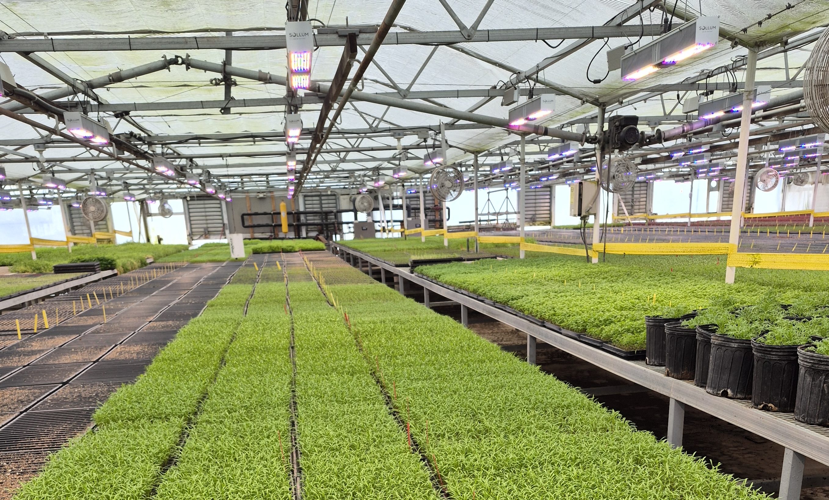 The Chef’s Garden Keeps Basil and Microgreens on Target in Winter With Sollum’s Advanced Dynamic LED Lighting