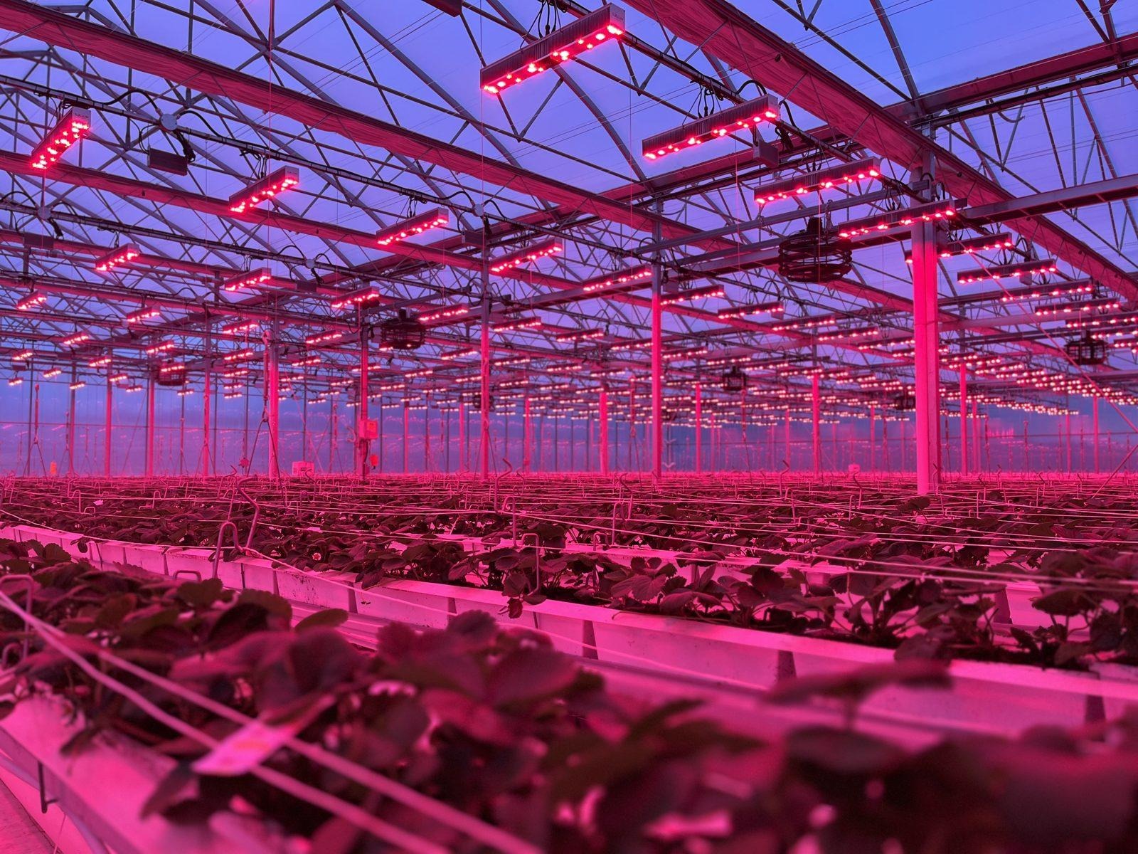 Strawberry crop growing under Sollum dynamic LED grow lights in a commercial greenhouse