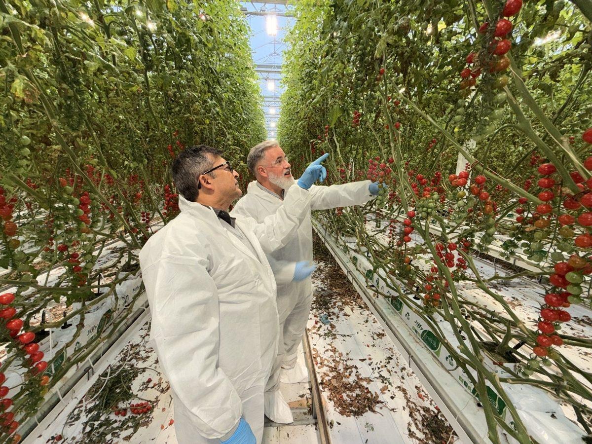 Horticulture specialists inspecting a high-wire tomato crop in a commercial greenhouse