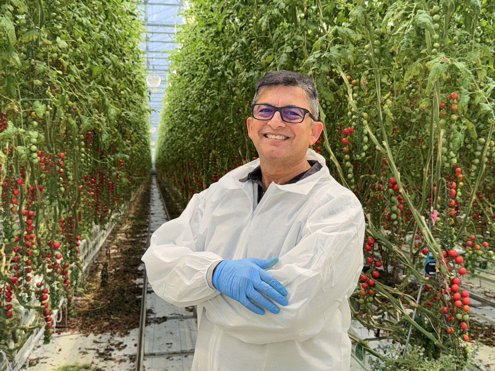 Dr. Abhay Thosar, Chief Horticulture Specialist at Sollum Technologies, in a high-wire tomato greenhouse