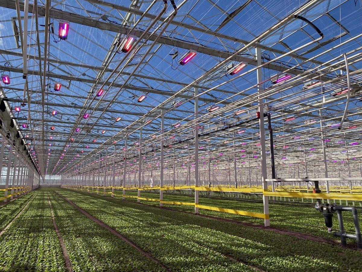 Large commercial greenhouse with Sollum dynamic LED fixtures supplementing natural sunlight