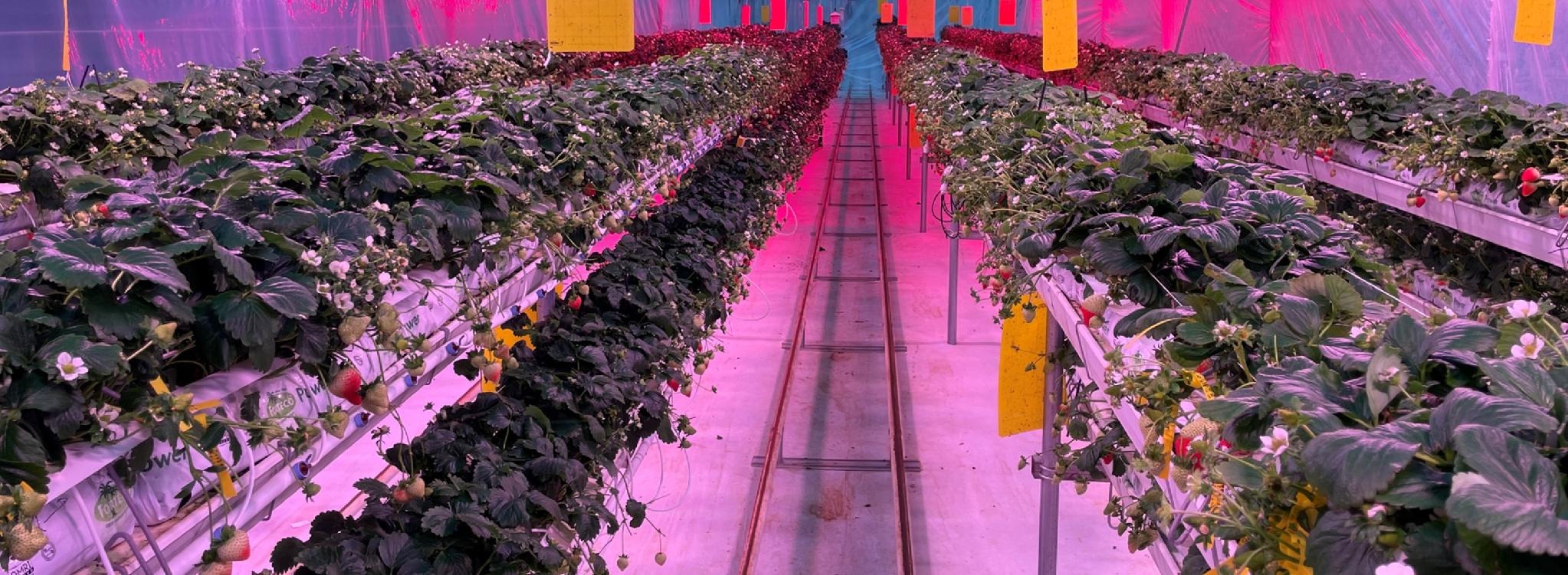 Rows of strawberry plants on raised double gutters in Biophi's greenhouse under Sollum dynamic LED lighting