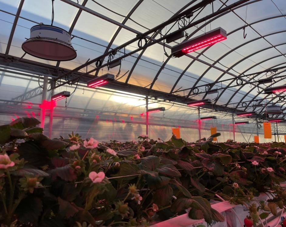 Sollum LED fixtures lit above flowering strawberry plants in a poly greenhouse at dusk