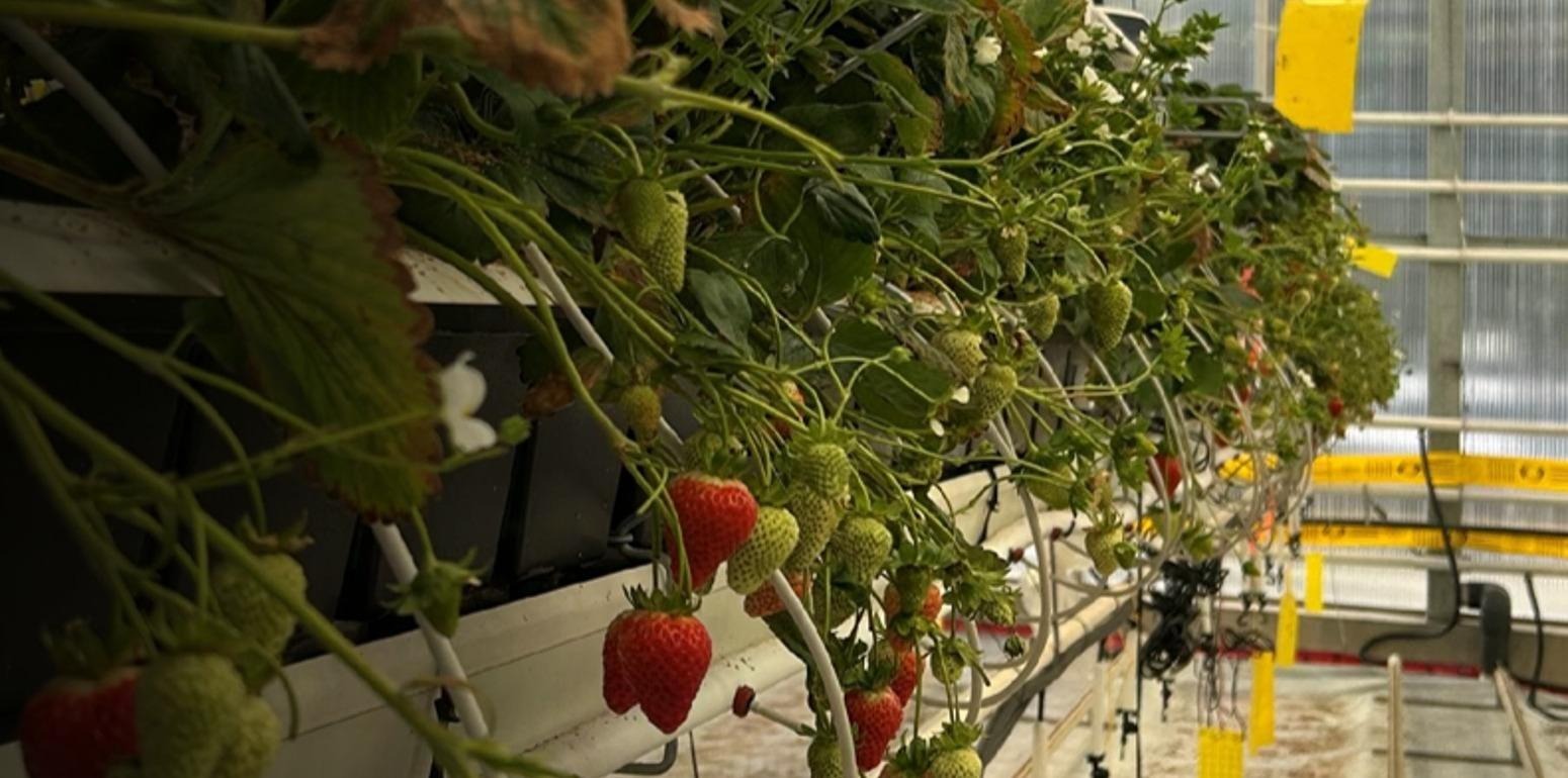 Strawberry plants with ripening fruit on raised gutters in KPU's research greenhouse