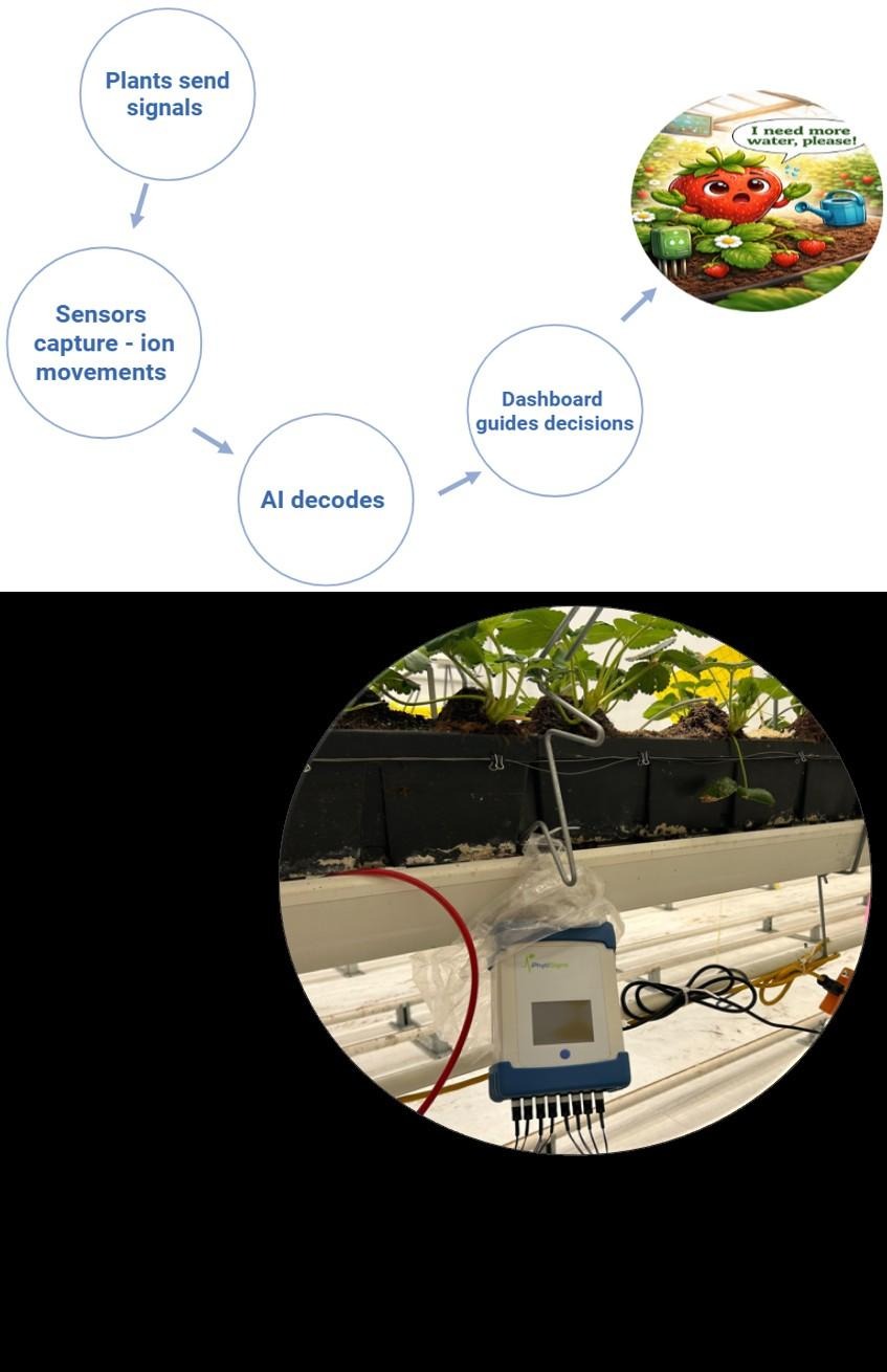 Diagram of plant signals captured by sensors, decoded by AI and shown on a dashboard, above a photo of a Vivent sensor on a strawberry gutter