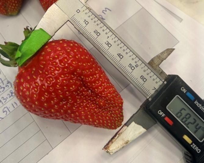 Large strawberry measured with a digital caliper