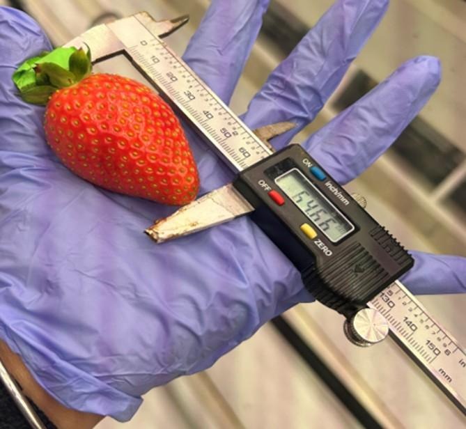 Strawberry measured with a digital caliper
