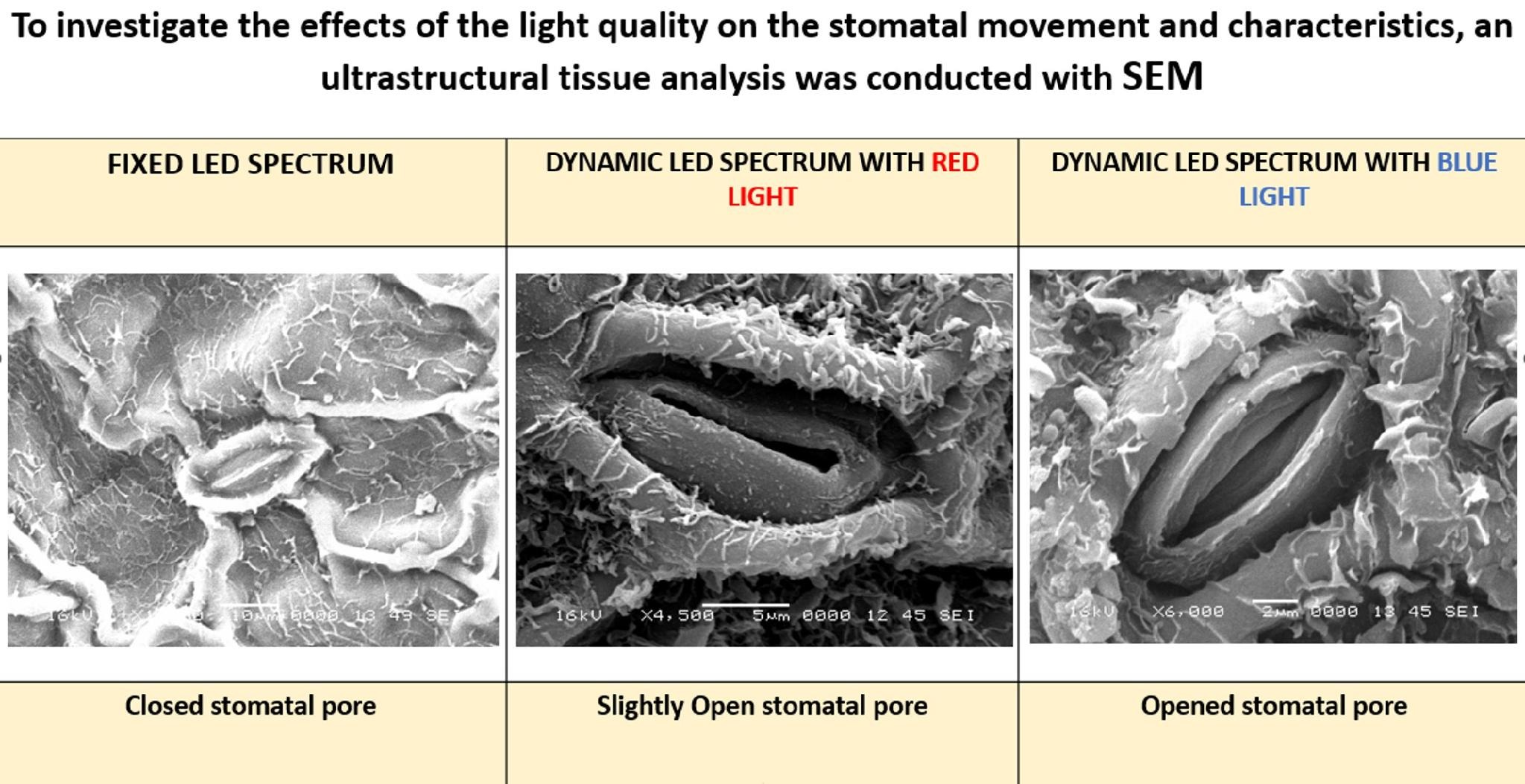 Three scanning electron microscope images of strawberry leaf stomata under fixed, red and blue LED spectra