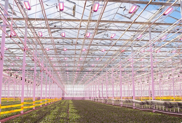 Rows of greenhouse crops beneath Sollum LED grow lights.