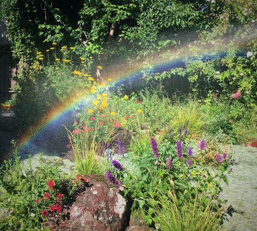 A tiny rainbow in a native pollinator garden with red and yellow flowers.
