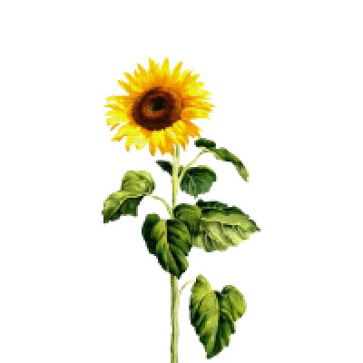 The General Intelligence Company of New York.jpg