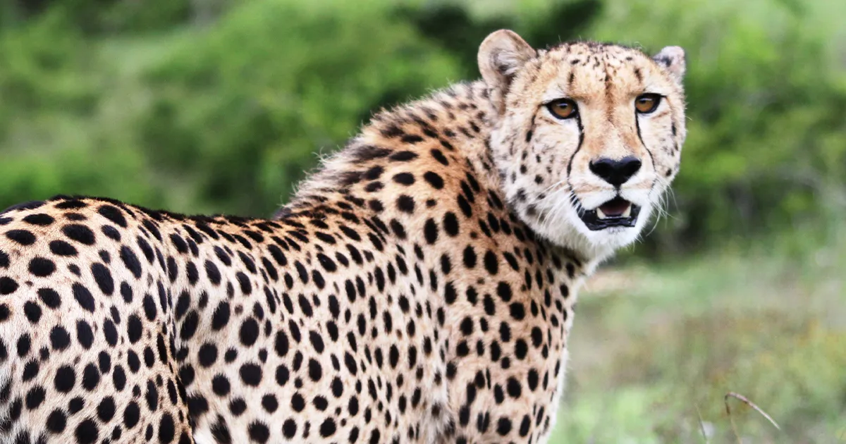 Hopewell Private Game Reserve