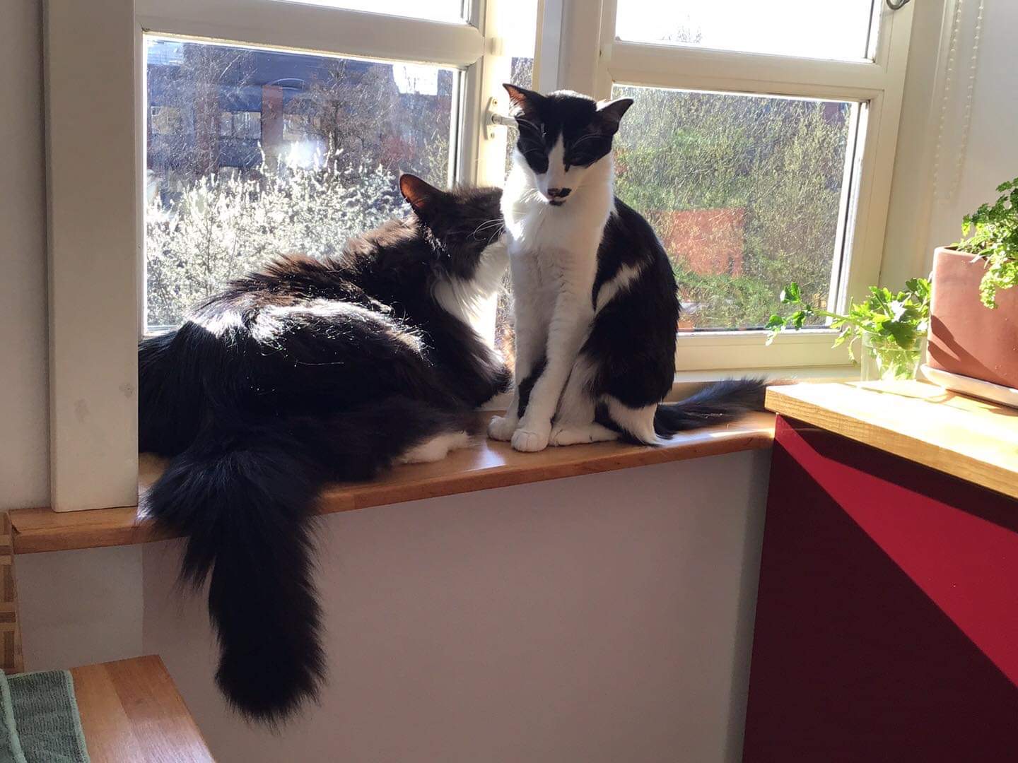 Den minimalistiske kat