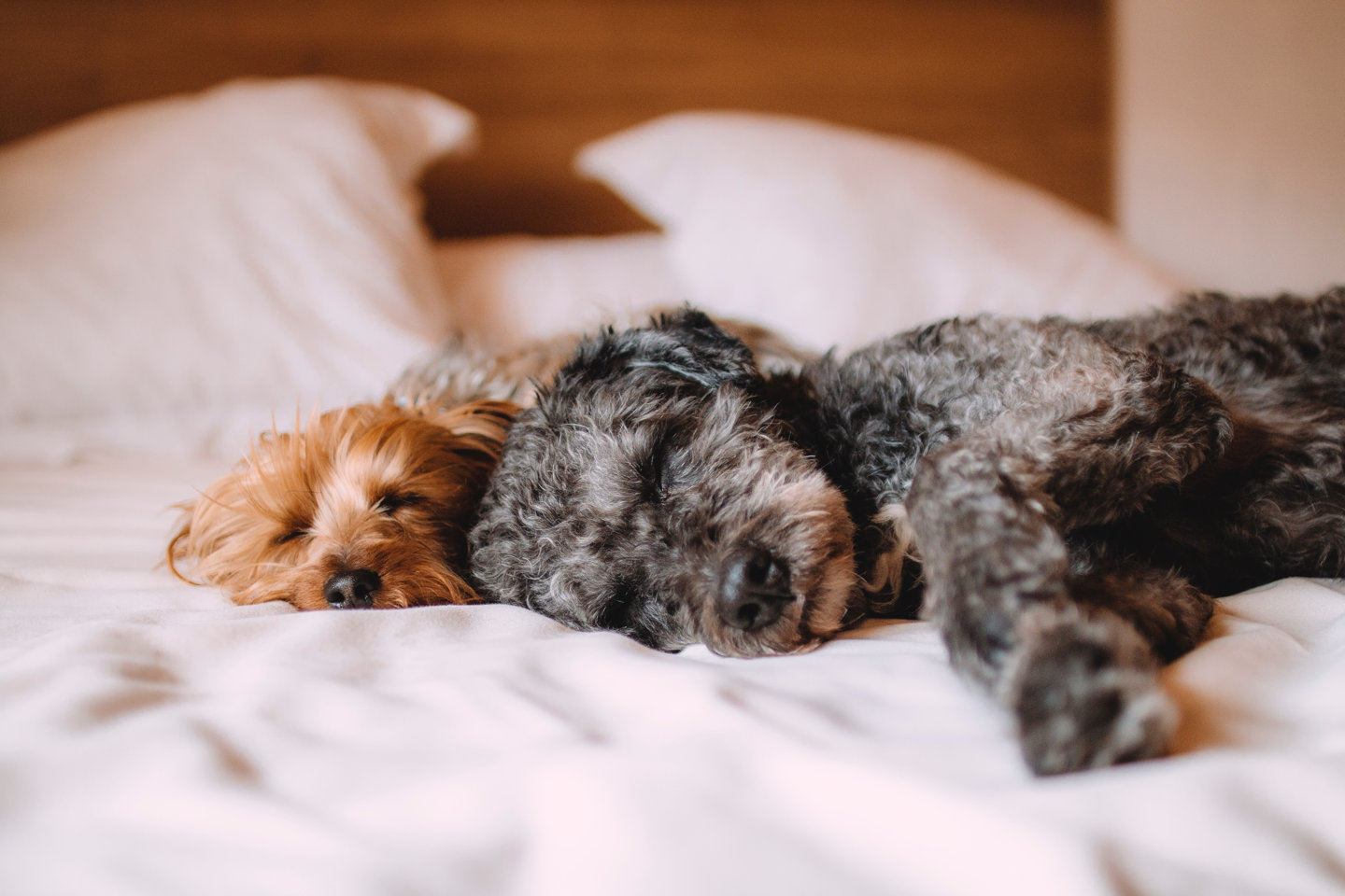 Two dogs sleeping