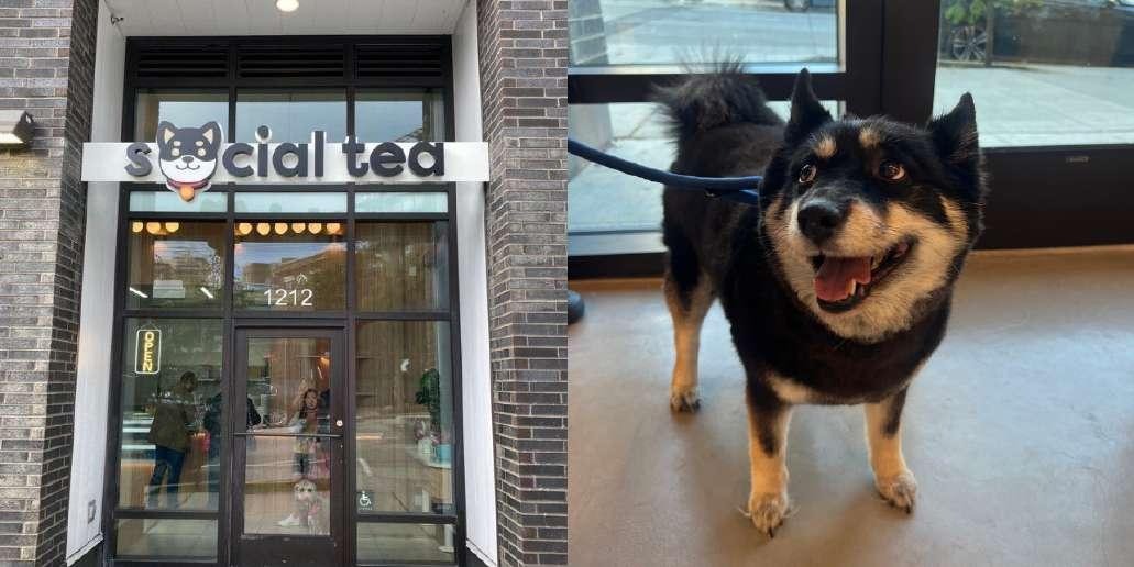 Two-panel image showing the storefront of Social Tea boba cafe with its sign and brick facade on the left, and a smiling Shiba Inu dog standing indoors on the right