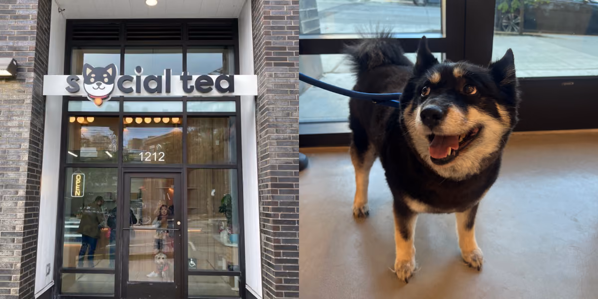 Two-panel image showing the storefront of Social Tea boba cafe with its sign and brick facade on the left, and a smiling Shiba Inu dog standing indoors on the right
