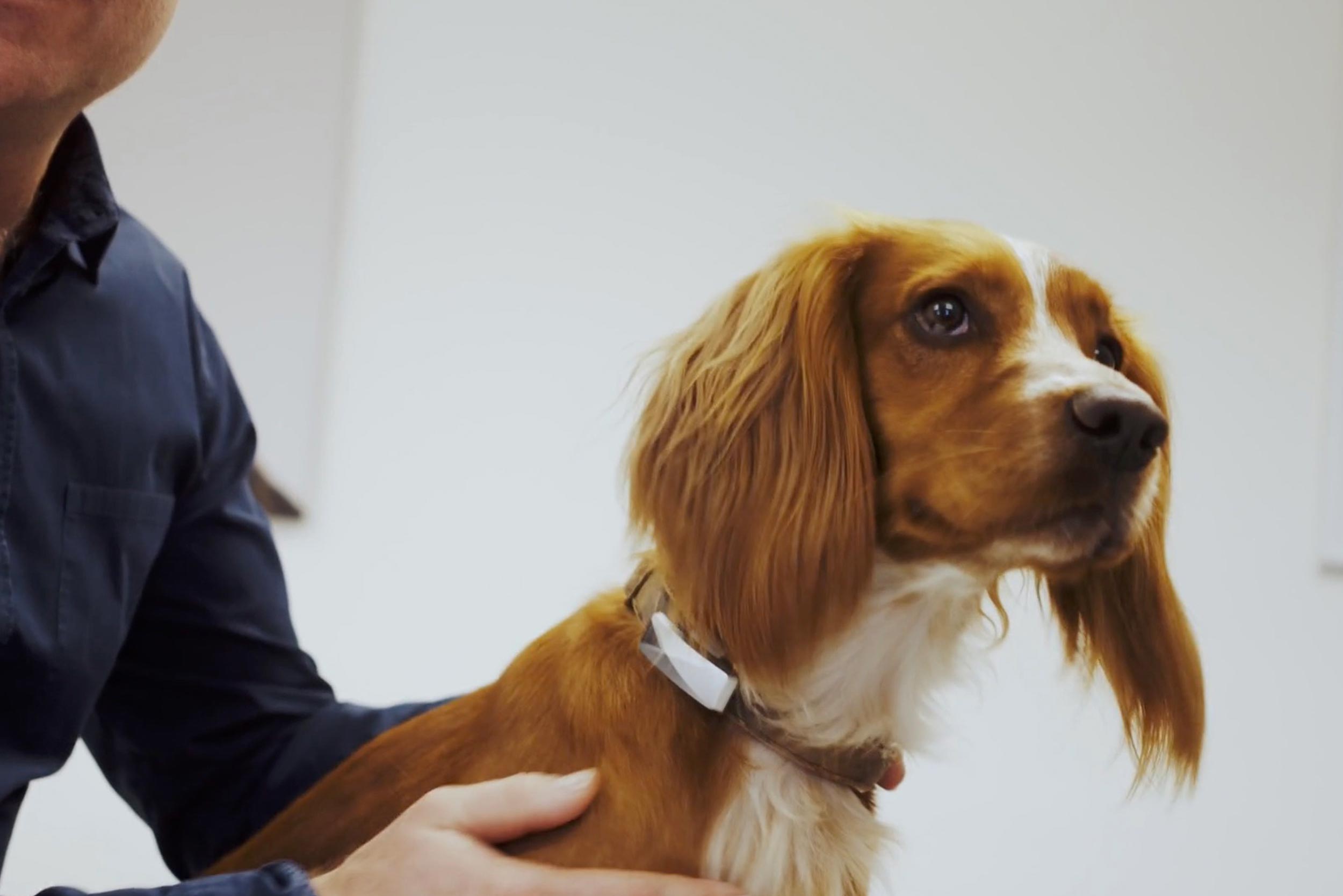 Promotional Video for Felcana Pet Company Kickstarter Campaign