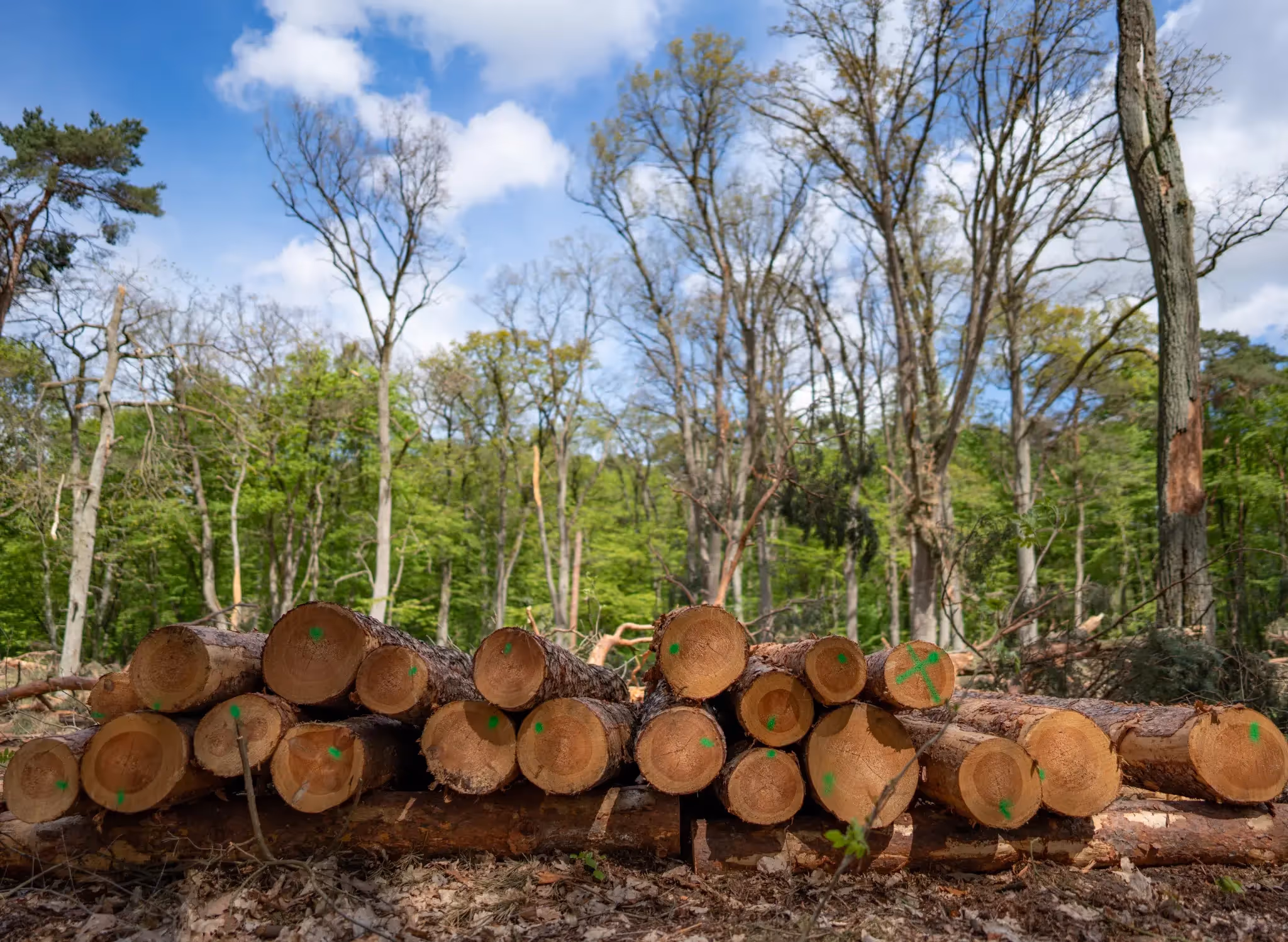 The EU Deforestation Regulation (EUDR): What businesses need to know and do (Updated Jul 2025)